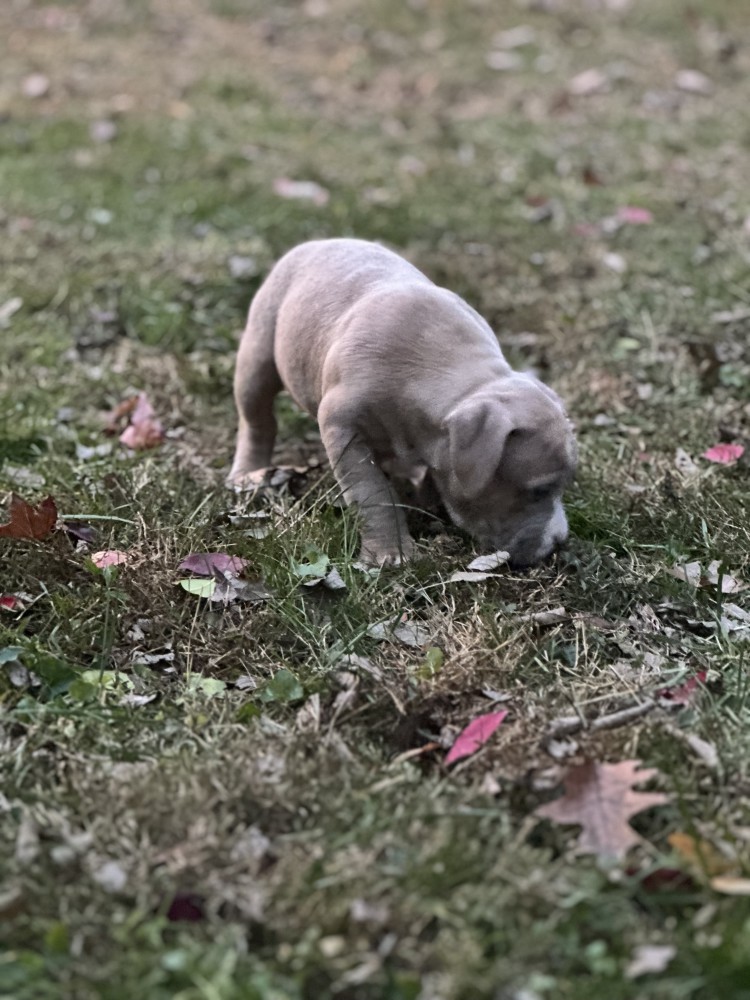 Pure-bred American Bully