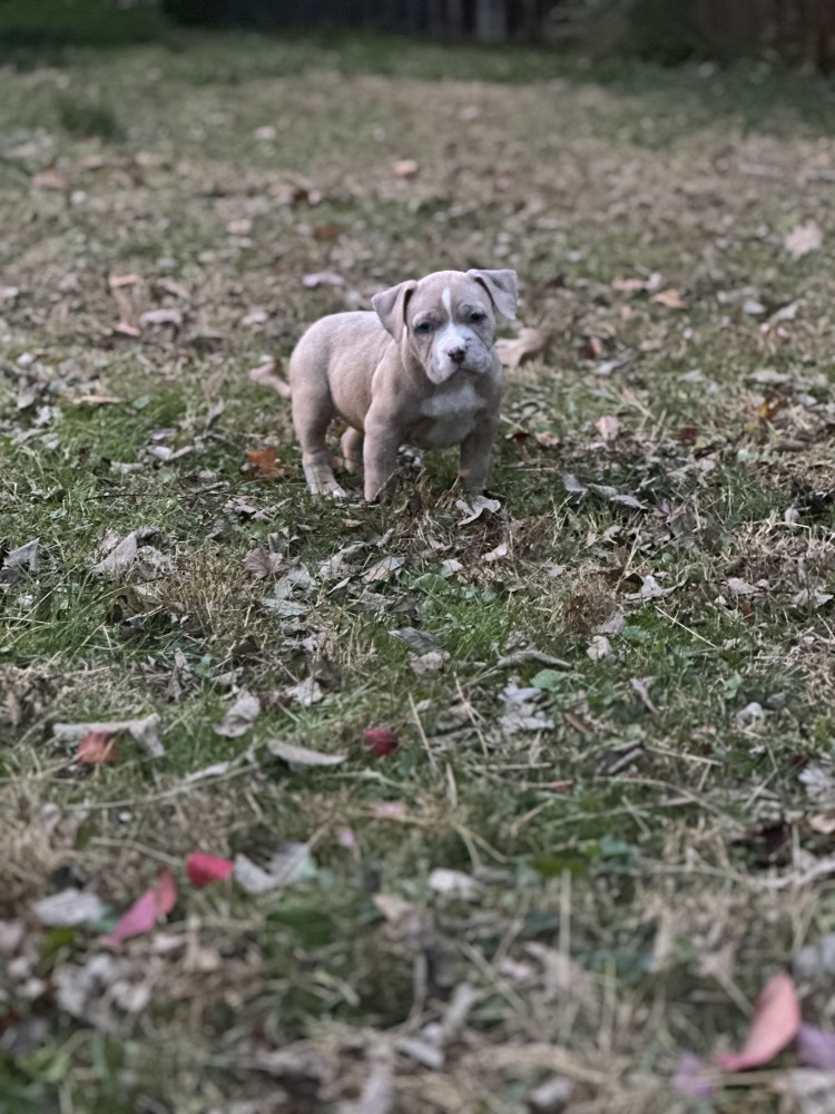 Pure-bred American Bully