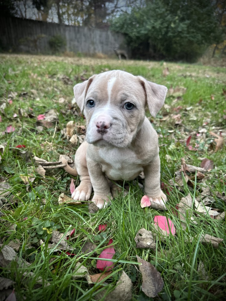Pure-bred American Bully
