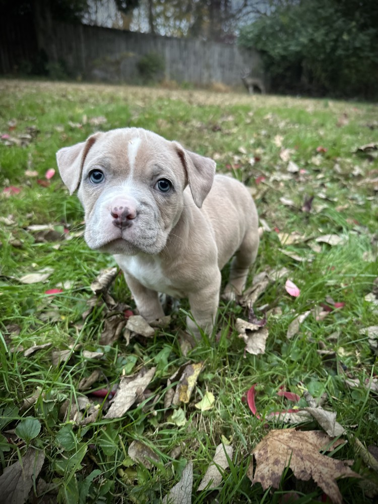 Pure-bred American Bully