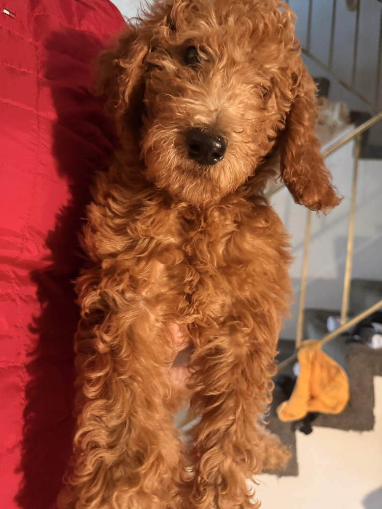 Standard Golden Doodles