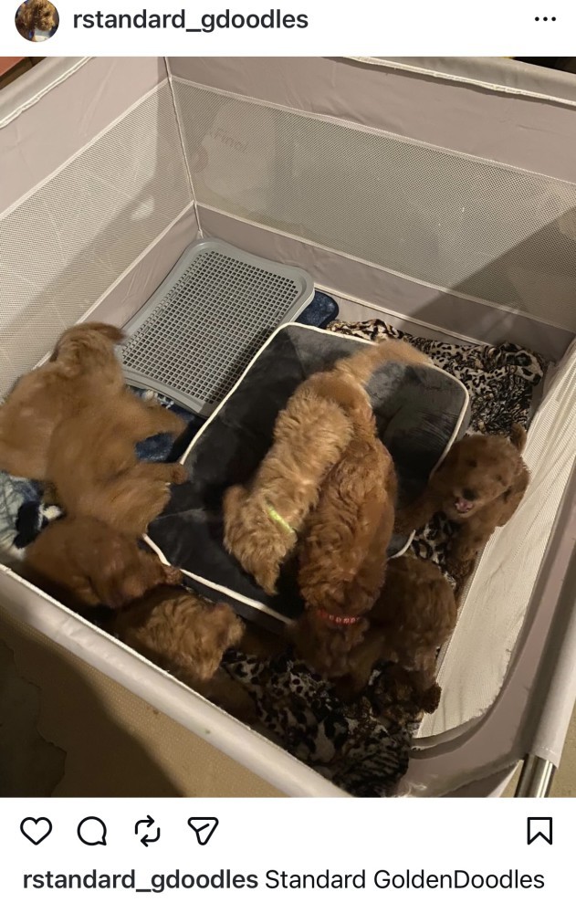 Standard Golden Doodles