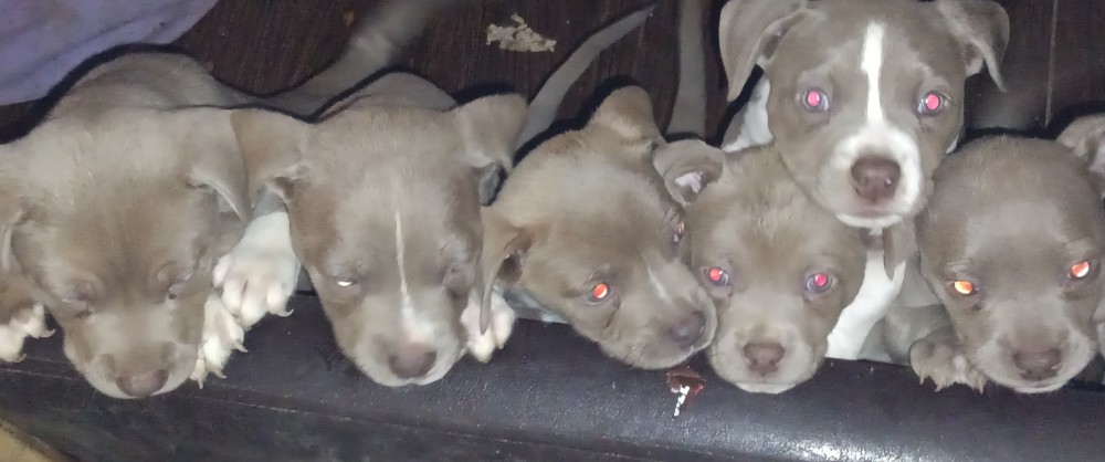 Pitsky Puppies