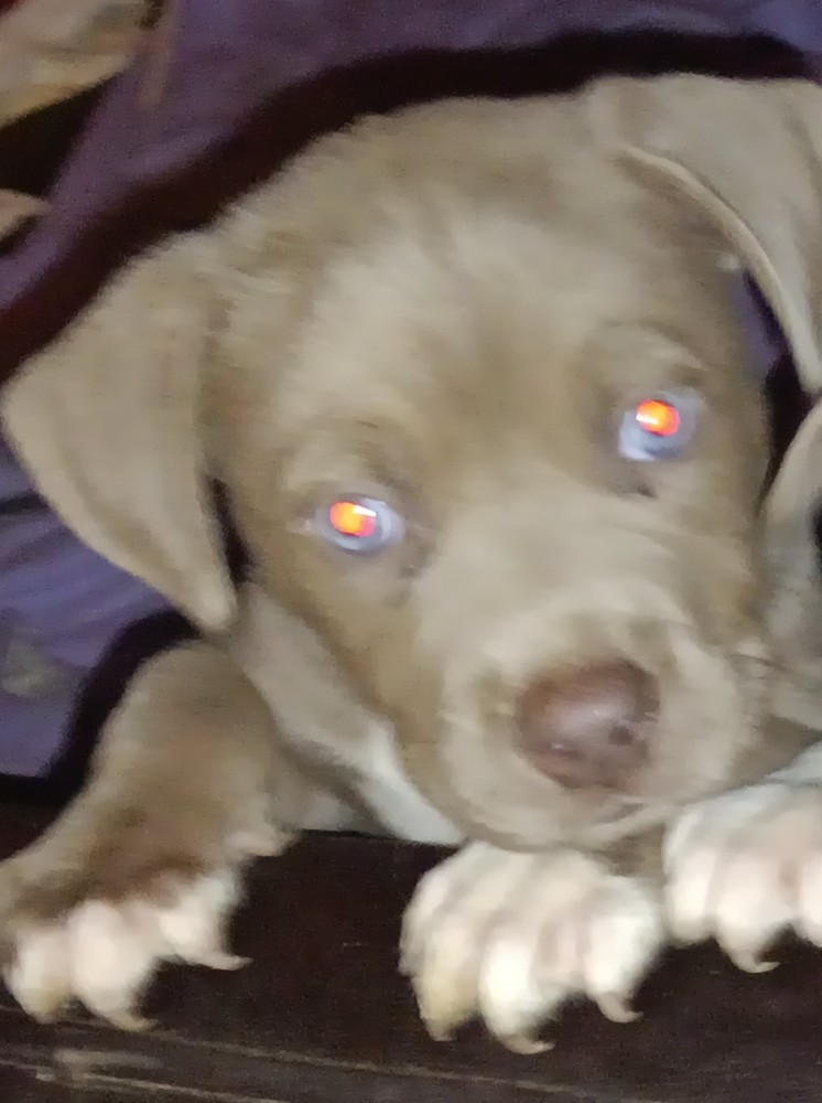 Pitsky Puppies