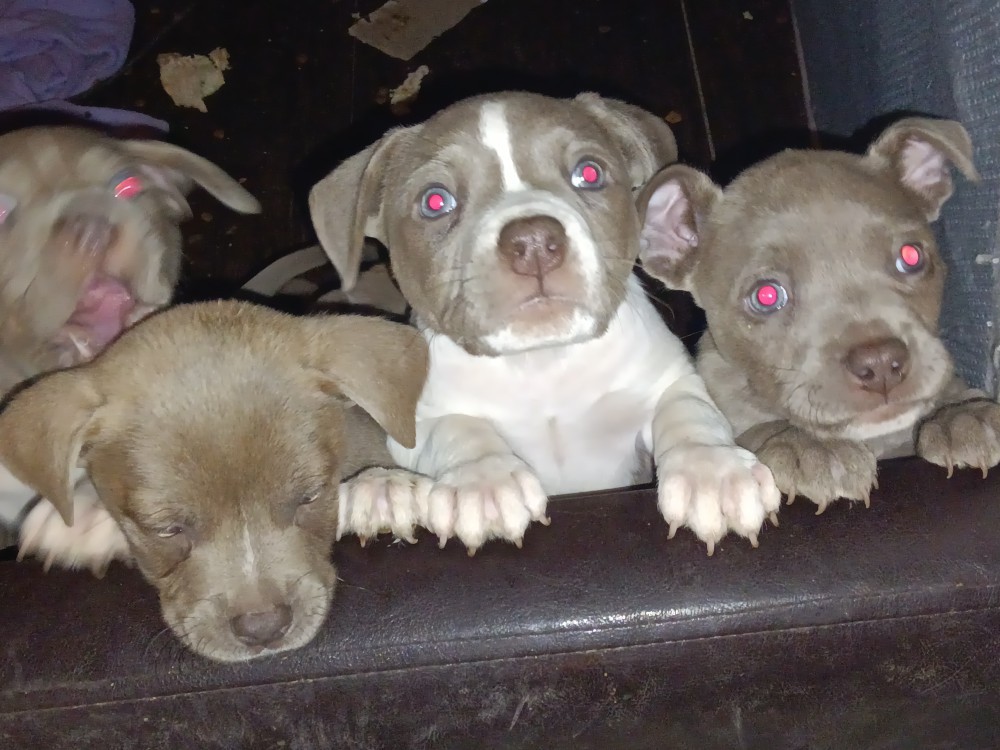 Pitsky Puppies