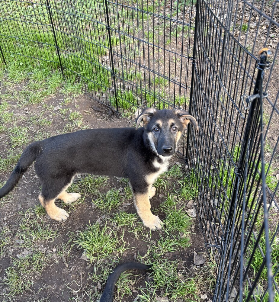 Discounts Available! Gorgeous GSD Pups!!!