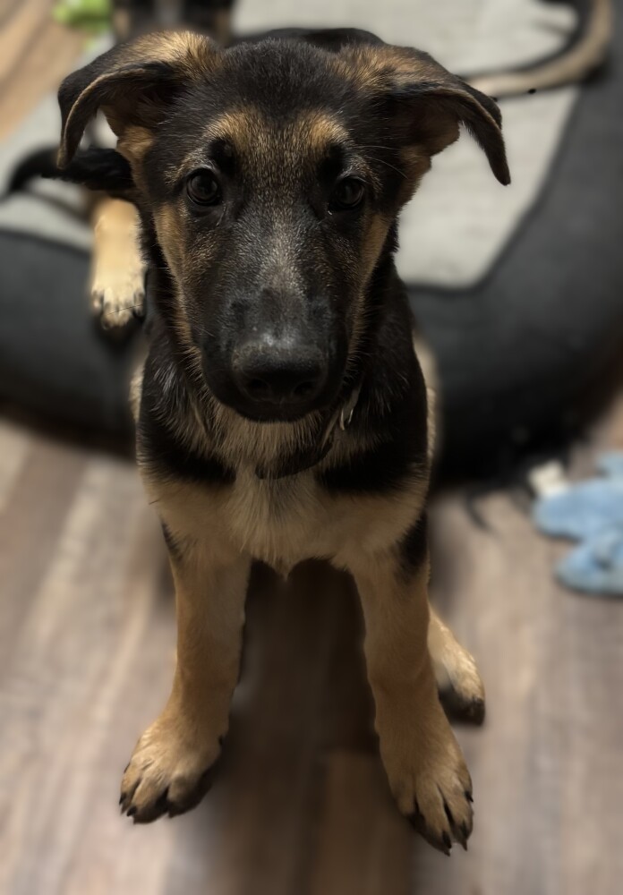 Discounts Available! Gorgeous GSD Pups!!!