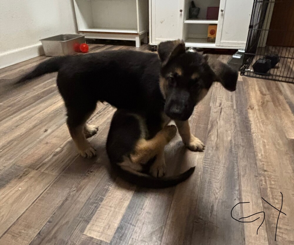 Discounts Available! Gorgeous GSD Pups!!!