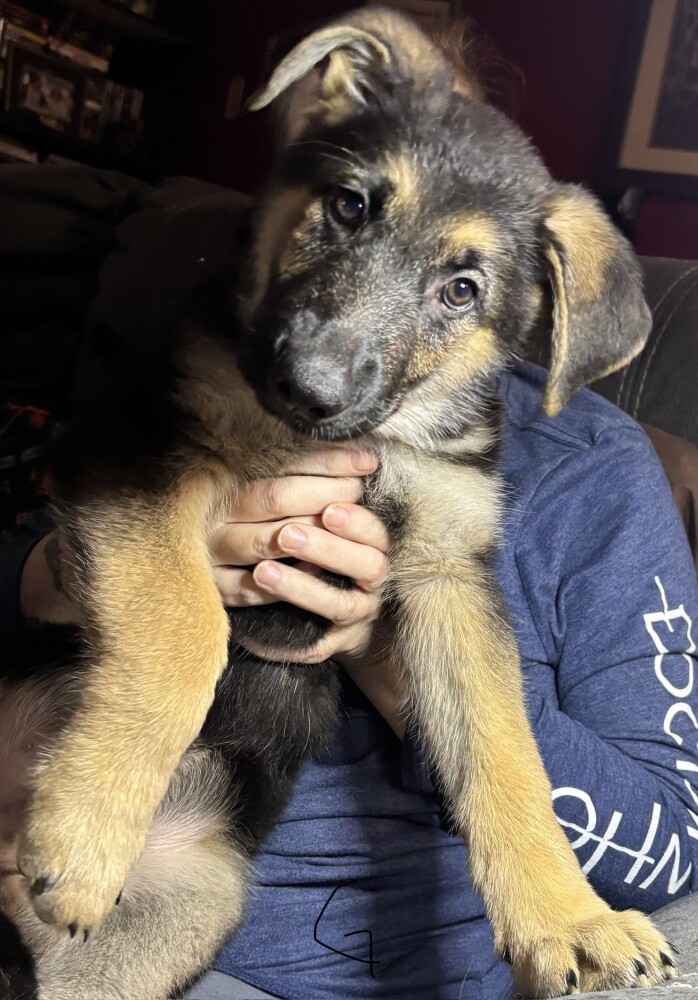 Discounts Available! Gorgeous GSD Pups!!!