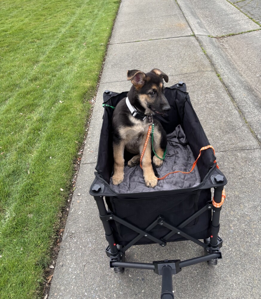Discounts Available! Gorgeous GSD Pups!!!