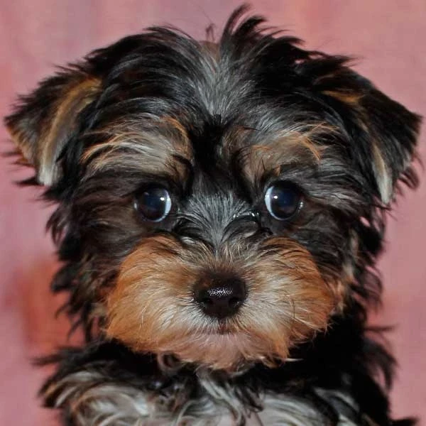 Tiny Yorkie puppies