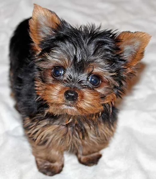 Tiny Yorkie puppies