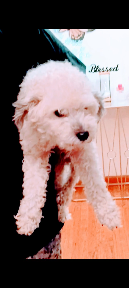 Aura Female Cavapoo