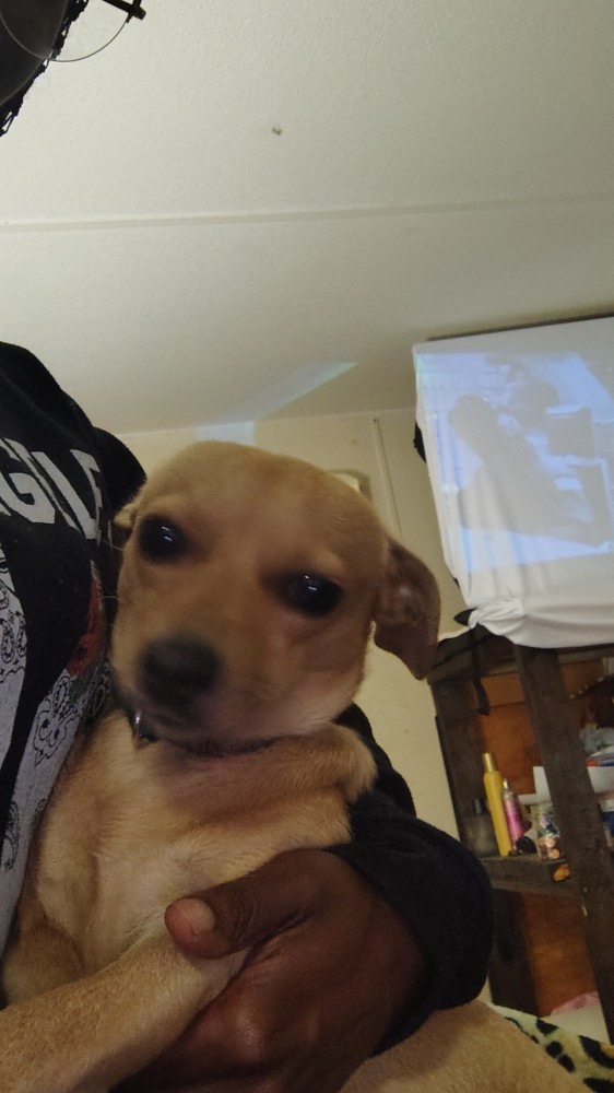 8 month old chiweenie