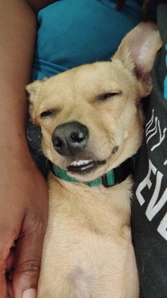 8 month old chiweenie
