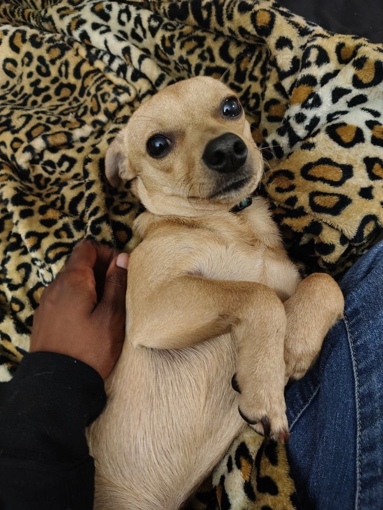 8 month old chiweenie