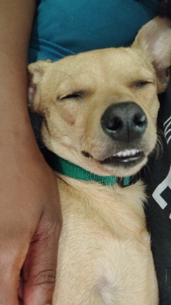 8 month old chiweenie