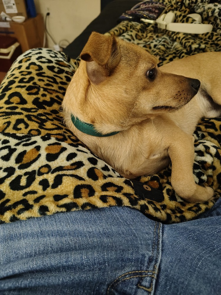 8 month old chiweenie