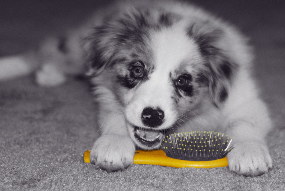 Australian Shepherd