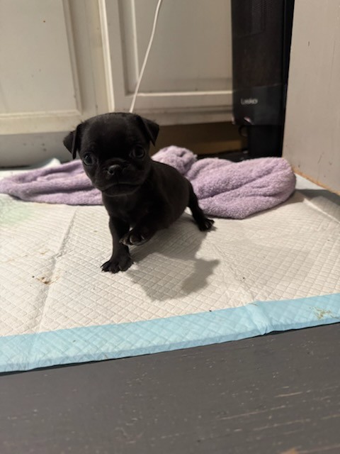 Pug puppies