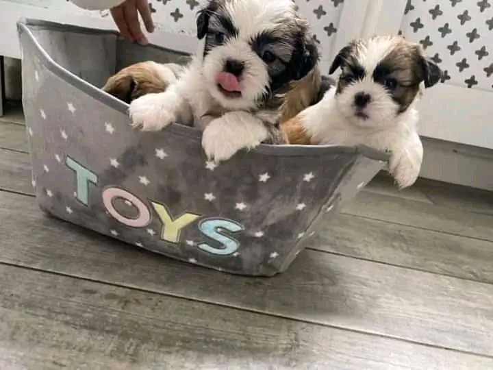 Beautiful Poodle and Shit tsu for adoption