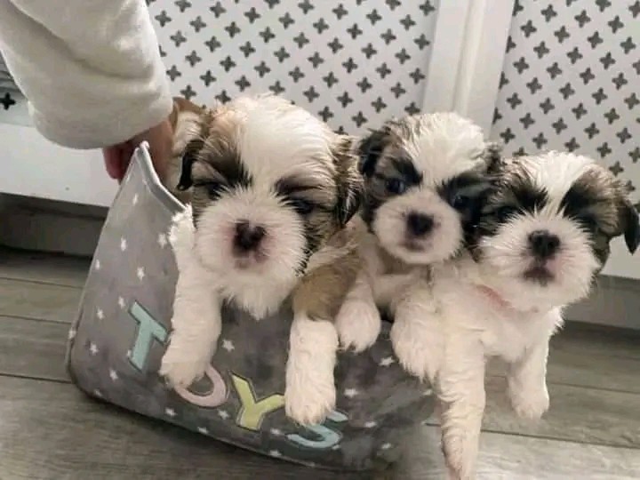 Beautiful Shih tzu and poodle for adoption