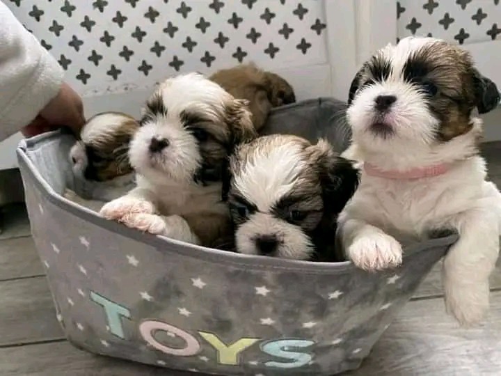 Beautiful Shih tzu and poodle for adoption