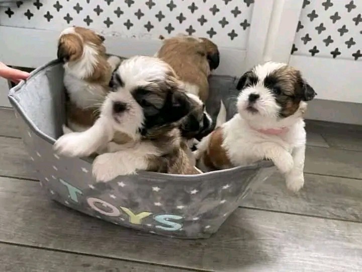 Beautiful Poodle and Shih tzu for adoption