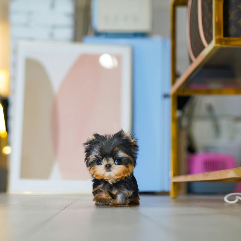 Derine Shih Tzu Puppies