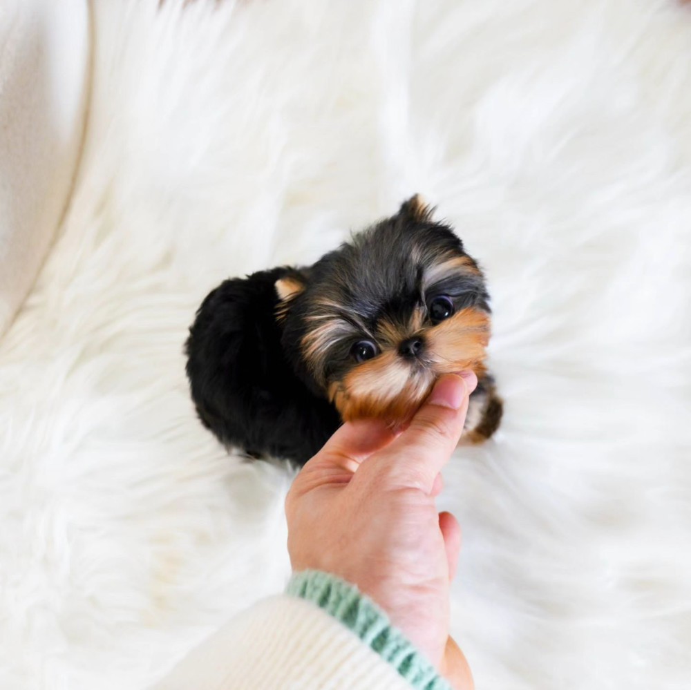 Derine Shih Tzu Puppies