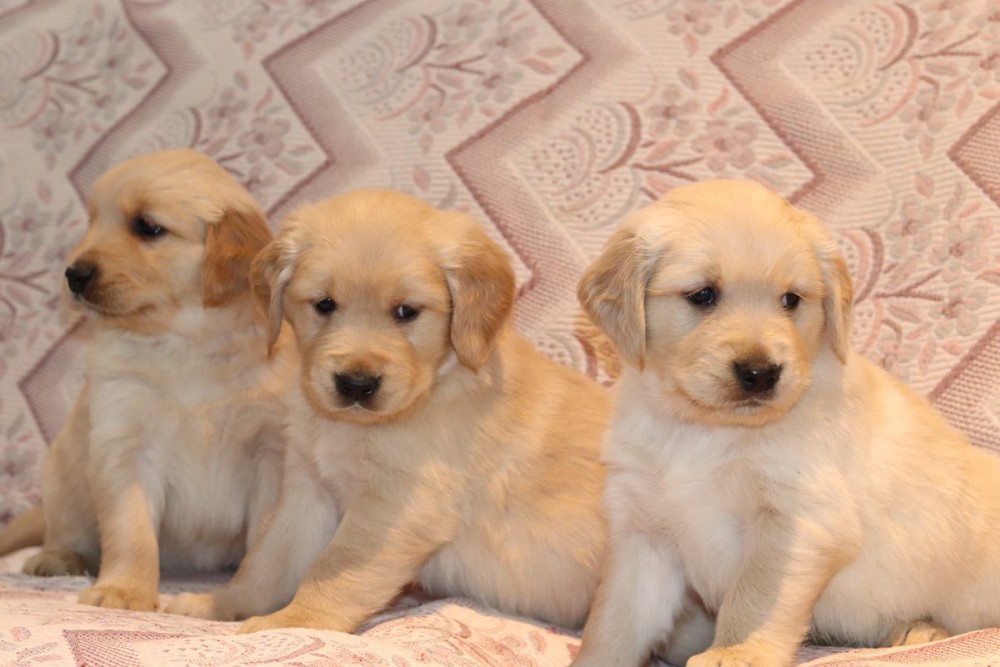 Sweet Male and female Golden Retriever Puppies