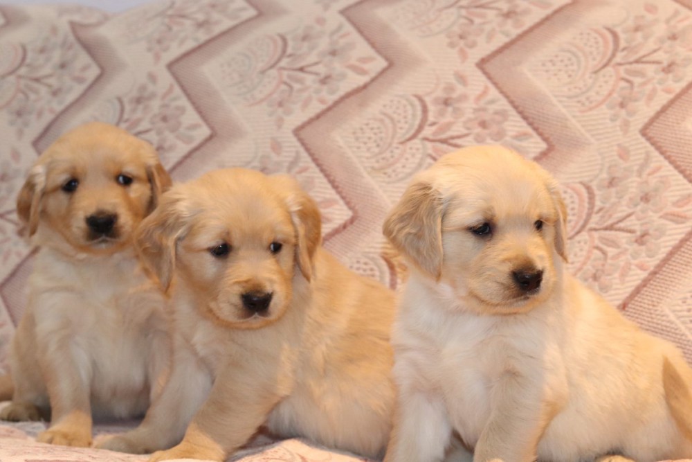Sweet Male and female Golden Retriever Puppies