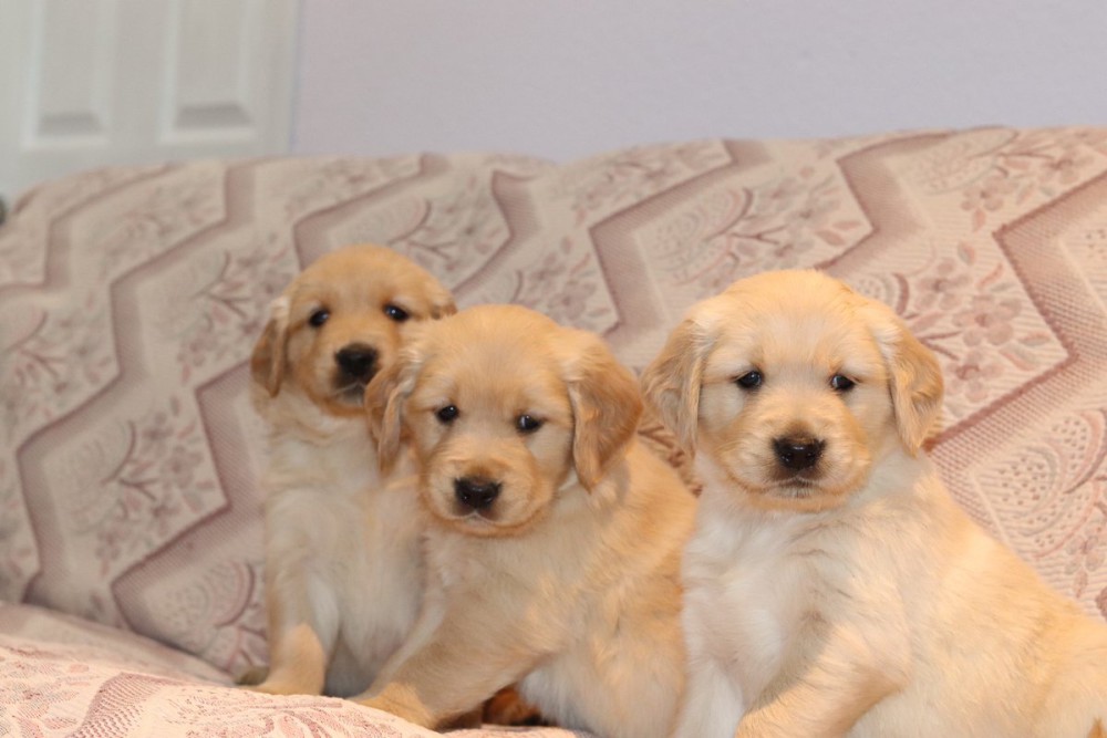 Sweet Male and female Golden Retriever Puppies