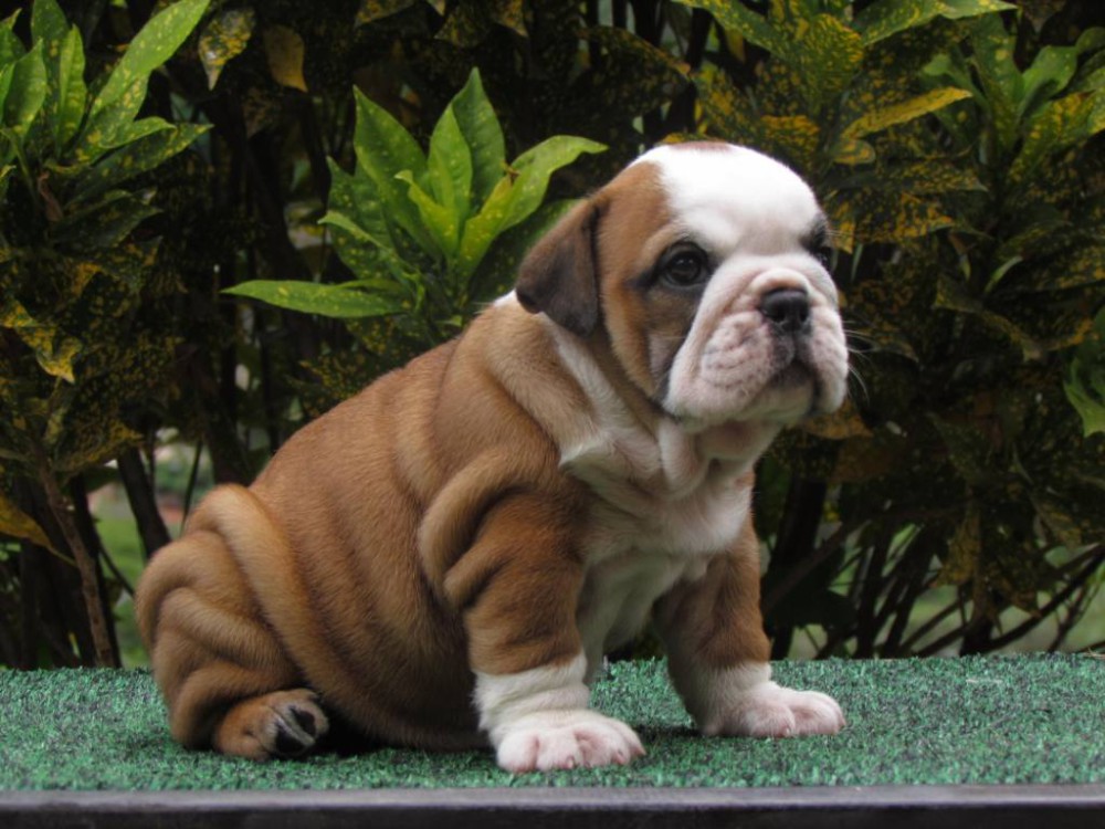 Dill & Pickles English Bulldog Puppies