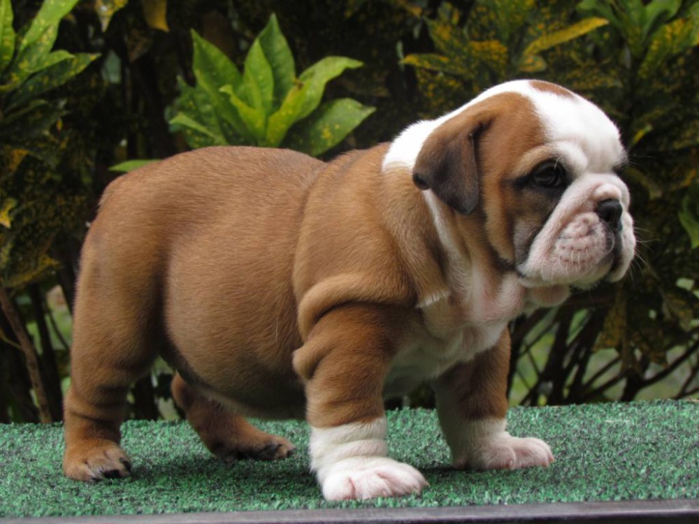 Dill & Pickles English Bulldog Puppies