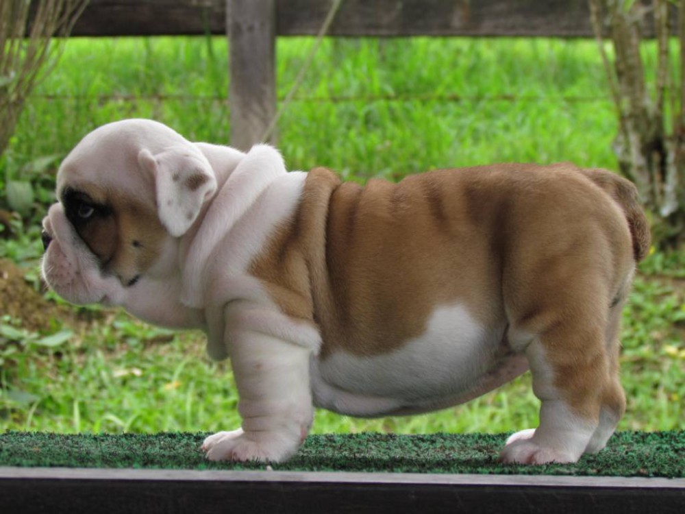 Dill & Pickles English Bulldog Puppies