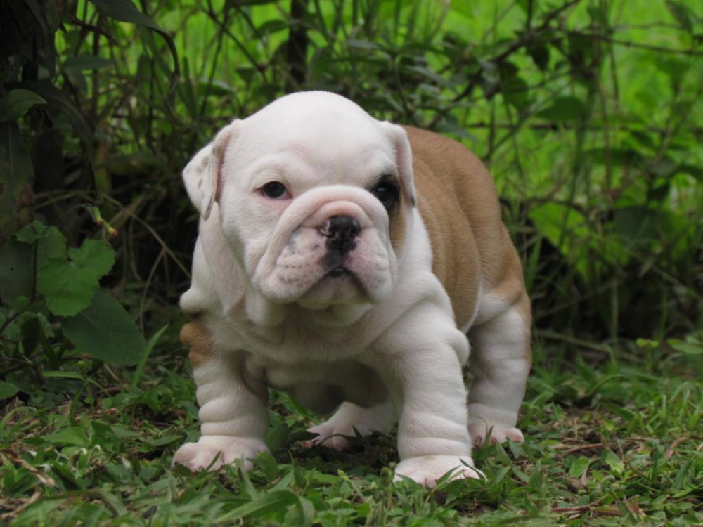 Dill & Pickles English Bulldog Puppies