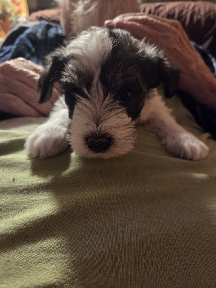 Miniature schnauzer