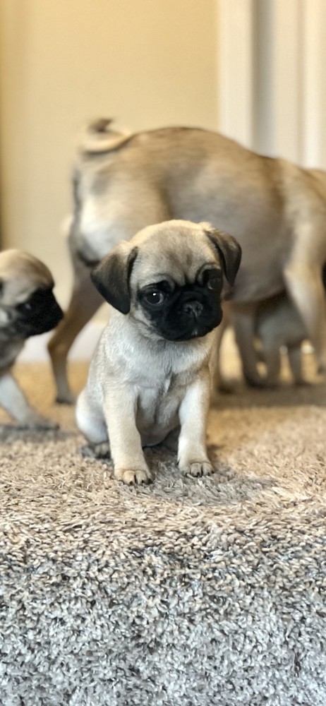 Pug Puppies