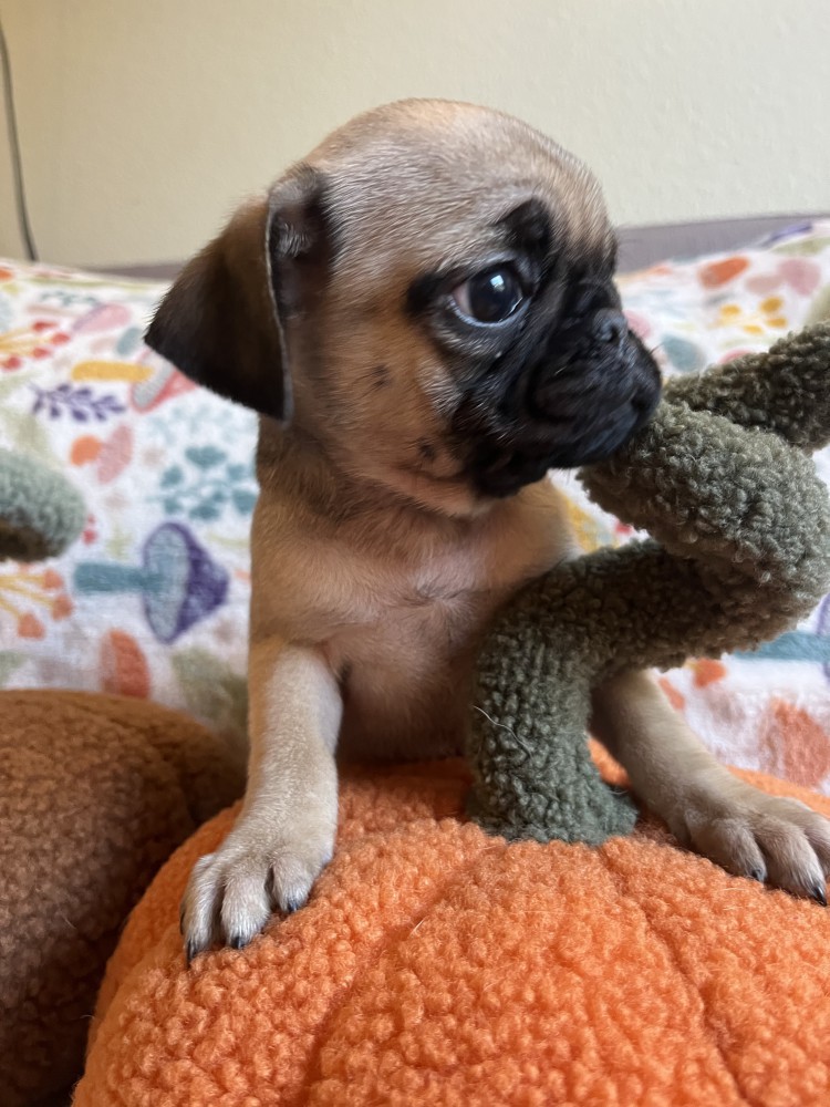 Pug Puppies
