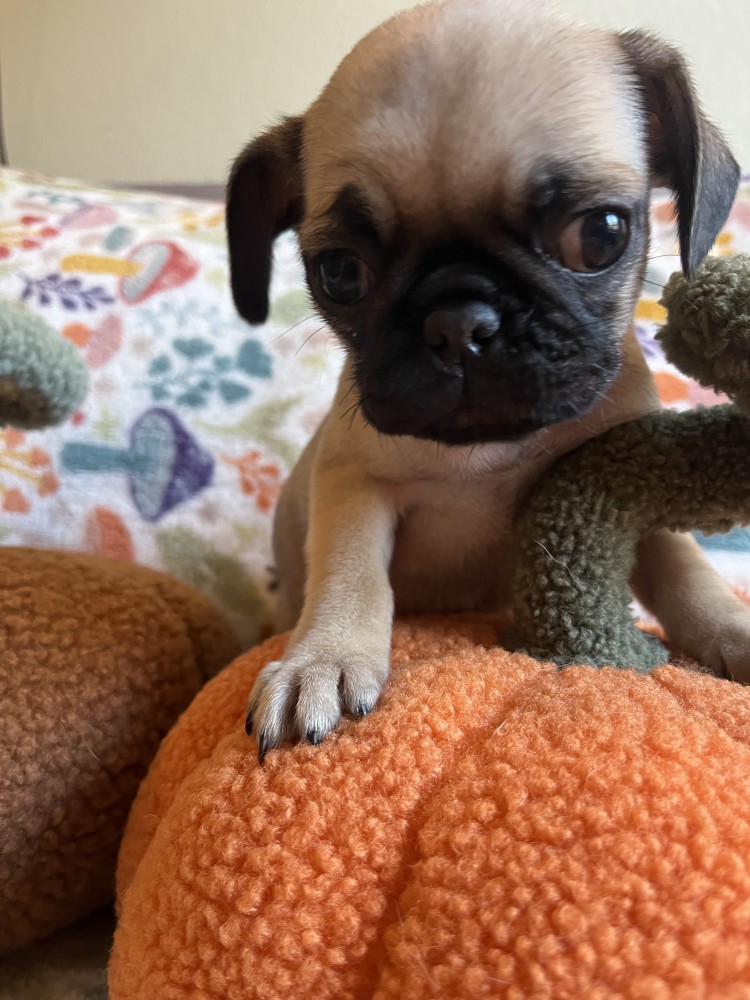Pug Puppies