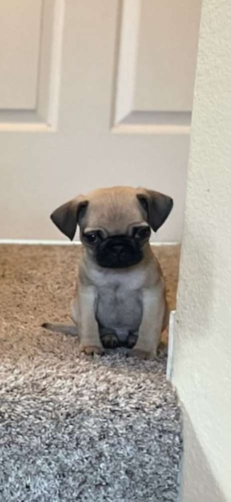 Pug Puppies