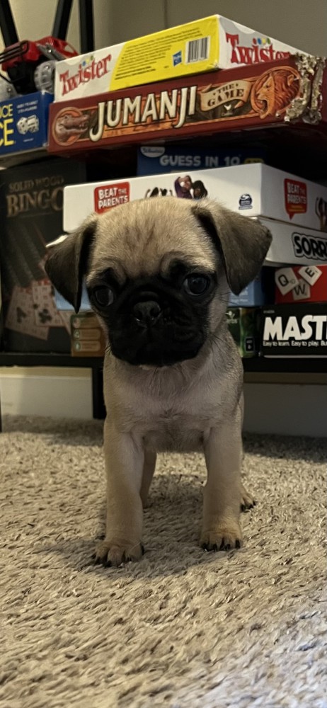 Pug Puppies