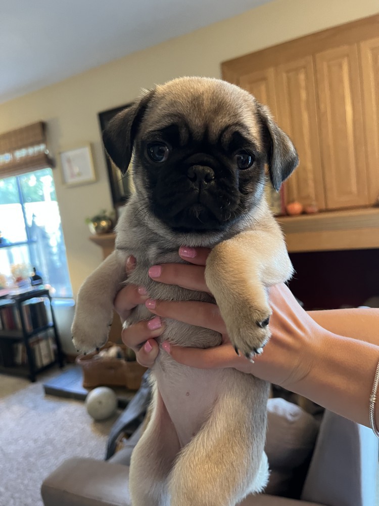 Pug Puppies