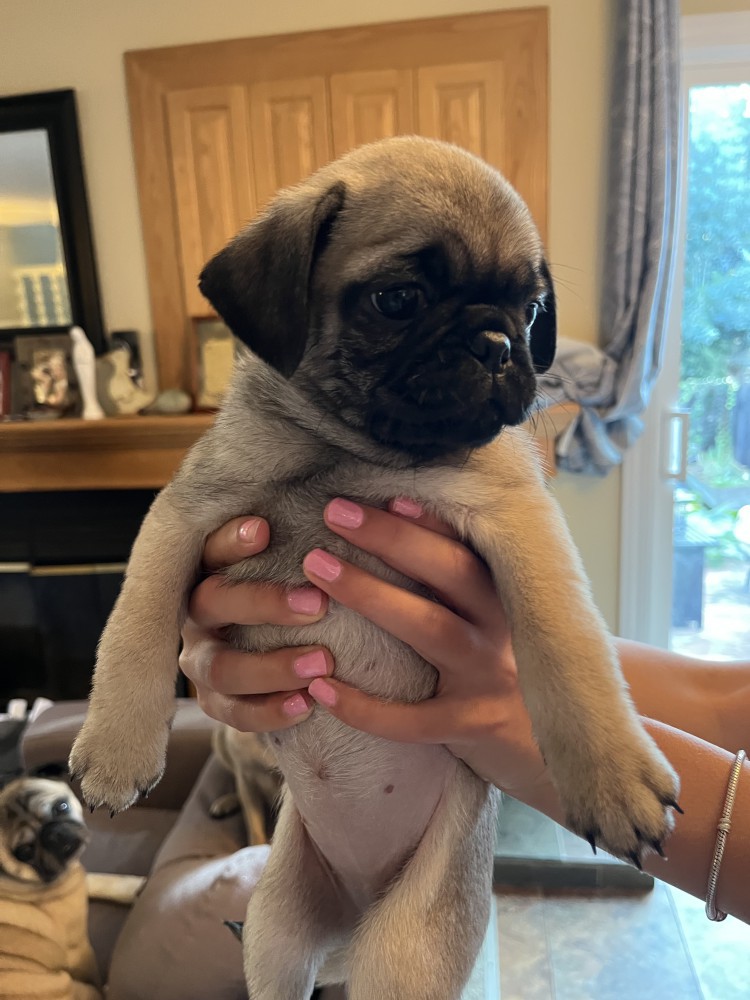 Pug Puppies