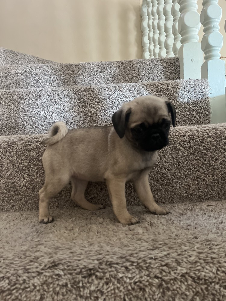 Pug Puppies