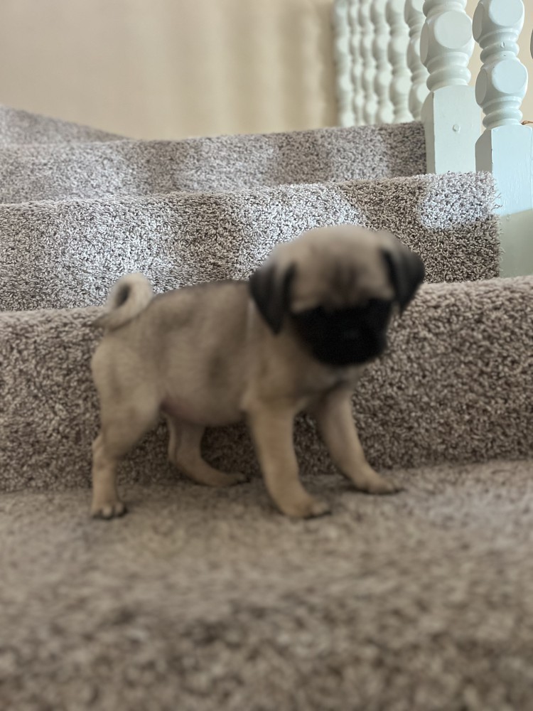 Pug Puppies