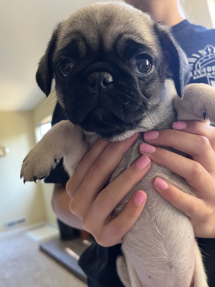 Pug Puppies