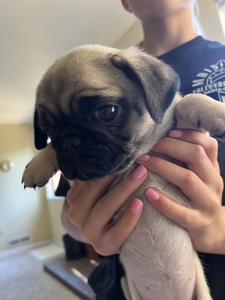Pug Puppies
