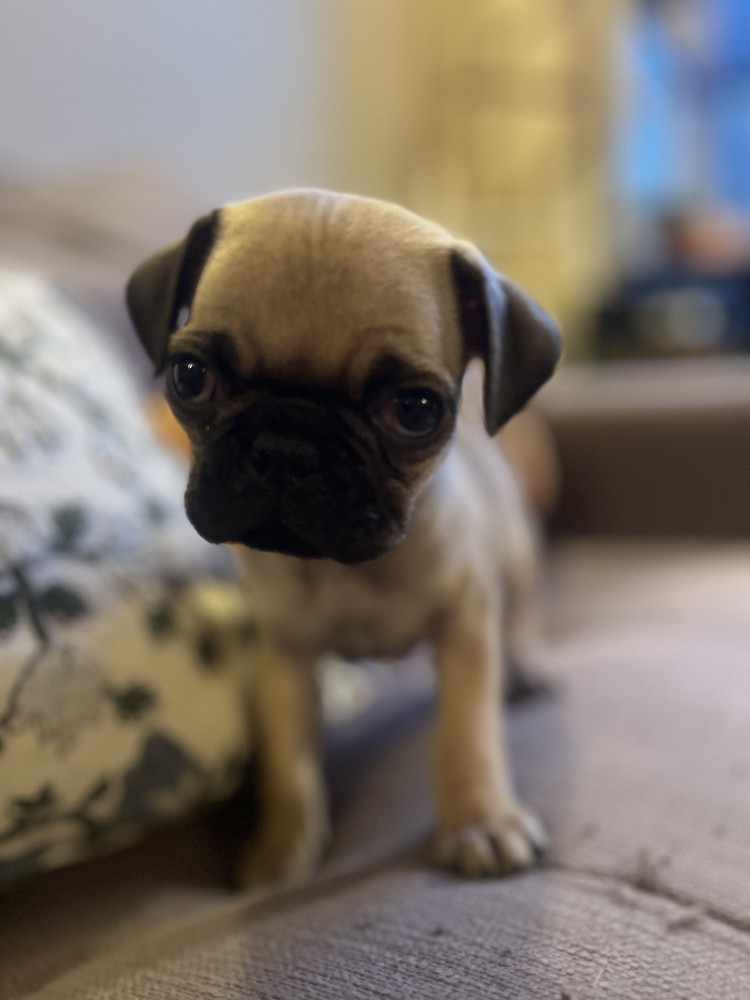 Pug Puppies